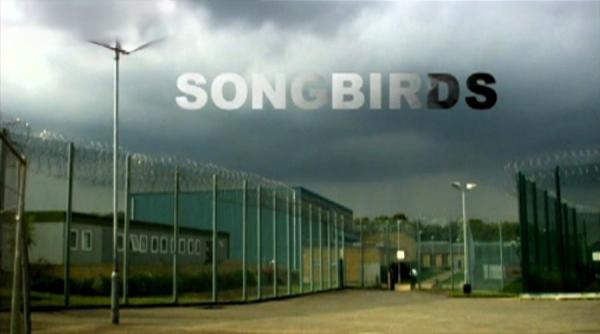 Songbirds